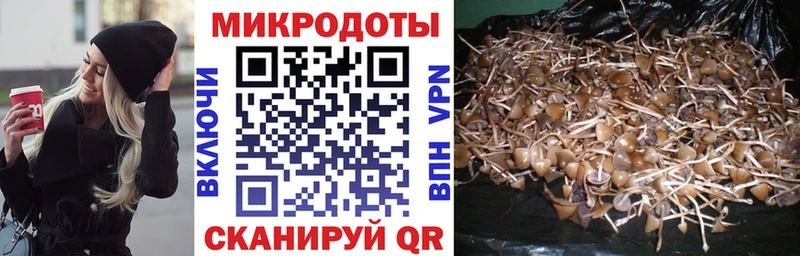 Псилоцибиновые грибы Cubensis  Нахабино 